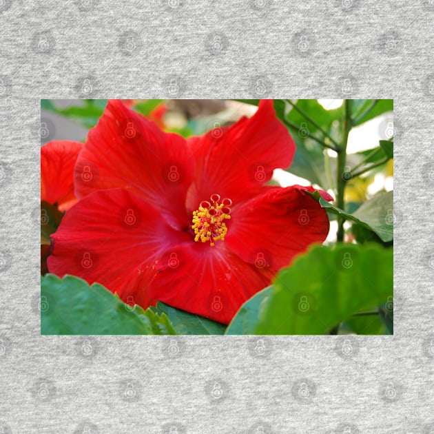 Hibiscous V by zwrr16